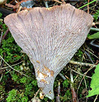 Gomphus clavatus.